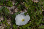 Beach morning-glory